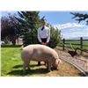 Image 1 : Jacob Harvey  - Red Ribbon Market Hog (Weight: 377)