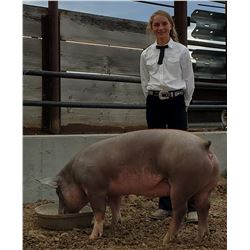 Faye Holland  - Red Ribbon Market Hog (Weight: 281)