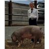 Image 1 : Faye Holland  - Red Ribbon Market Hog (Weight: 281)