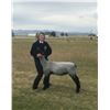 Image 1 : Katie VanSlyke, FFA  - Red Ribbon Market Lamb (Weight: 141)
