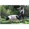 Image 1 : Mary Huxtable - Blue Ribbon Market Hog (Weight: 245)