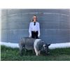 Image 1 : Reine McCoy  - Purple Ribbon Market Hog (Weight: 282)