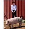 Image 1 : John Bramlet  - Red Ribbon Market Hog (Weight: 321)