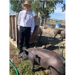 John Weldon - Blue Ribbon Market Hog (Weight: 230)