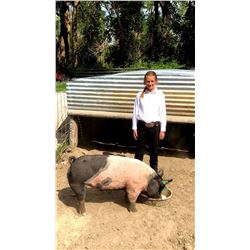 Quincy Hansen - Blue Ribbon Market Hog (Weight: 260)