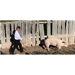 Ryan Aldrich  - Red Ribbon Market Hog (Weight: 220)
