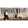 Image 1 : Ryan Aldrich  - Red Ribbon Market Hog (Weight: 220)