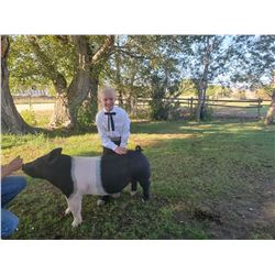 Rylee Ford  - Blue Ribbon Market Hog (Weight: 281)