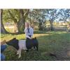 Image 1 : Rylee Ford  - Blue Ribbon Market Hog (Weight: 281)