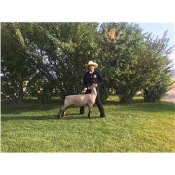FFA Chapter Lamb - Emma Mitchell - Blue Ribbon Market Lamb (Weight: 116)