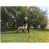 Image 1 : FFA Chapter Lamb - Emma Mitchell - Blue Ribbon Market Lamb (Weight: 116)