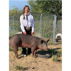 Clancy Setzer - Red Ribbon Market Hog (Weight: 259)