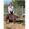 Image 1 : Clancy Setzer - Red Ribbon Market Hog (Weight: 259)