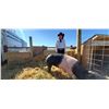Image 1 : Taylor Bergeson  - Blue Ribbon Market Hog (Weight: 313)