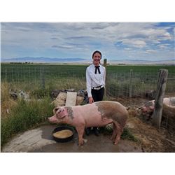 Sheridan Ferguson  - Red Ribbon Market Hog (Weight: 304)