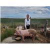 Image 1 : Sheridan Ferguson  - Red Ribbon Market Hog (Weight: 304)