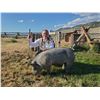 Image 1 : Emma Lovaas - Blue Ribbon Market Hog (Weight: 256)