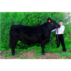 Rowdy Mattison  - Blue Ribbon Market Beef (Weight: 1390)