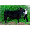 Image 1 : Rowdy Mattison  - Blue Ribbon Market Beef (Weight: 1390)