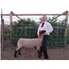 Image 1 : Amber Steadman - Purple Ribbon Market Lamb (Weight: 136)