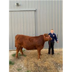 Tyrell Probst, FFA  - Purple Ribbon Market Beef (Weight: 1435)