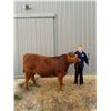 Image 1 : Tyrell Probst, FFA  - Purple Ribbon Market Beef (Weight: 1435)