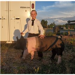 Alydia Wendland - Blue Ribbon Market Hog (Weight: 266)