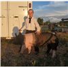 Image 1 : Alydia Wendland - Blue Ribbon Market Hog (Weight: 266)