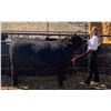 Image 1 : Tracy Pauley  - Purple Ribbon Market Beef (Weight: 1380)