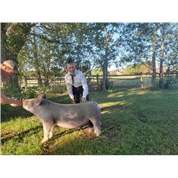 Clinton Ford  - Blue Ribbon Market Hog (Weight: 272)