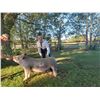 Image 1 : Clinton Ford  - Blue Ribbon Market Hog (Weight: 272)