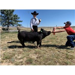 Kaydyn Nelson - Red Ribbon Market Hog (Weight: 235)