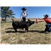Image 1 : Kaydyn Nelson - Red Ribbon Market Hog (Weight: 235)