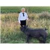 Image 1 : Dawson VandeSandt - Red Ribbon Market Hog (Weight: 231)