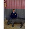 Image 1 : Luke Sherwood, FFA - Purple Ribbon Market Hog (Weight: 239)
