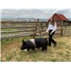 Image 1 : Sage Tash  - Blue Ribbon Market Hog (Weight: 323)