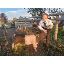 Beau Reynolds - Blue Ribbon Market Hog (Weight: 253)