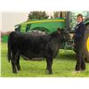 Image 1 : Callahan Hoffman, FFA  - Purple Ribbon Market Beef (Weight: 1380)