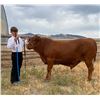 Image 1 : Quirt Crafton - Blue Ribbon Market Beef (Weight: 1190)