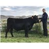 Image 1 : FFA Chapter Steer - Gavin Garrison - Red Ribbon Market Beef (Weight: 1250)