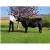 Image 1 : Kalen Martinell  - Purple Ribbon Market Beef (Weight: 1355)