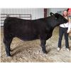 Image 1 : Sarah Welborn - Blue Ribbon Market Beef (Weight: 1300)