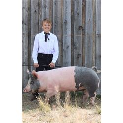 Waylon Brown - Purple Ribbon Market Hog (Weight: 258)