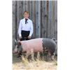 Image 1 : Waylon Brown - Purple Ribbon Market Hog (Weight: 258)