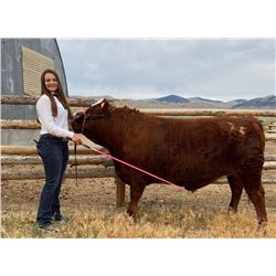 Molly Crafton  - Blue Ribbon Market Beef (Weight: 1400)