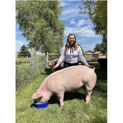 Olivia Kailey  - Red Ribbon Market Hog (Weight: 300)