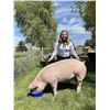 Image 1 : Olivia Kailey  - Red Ribbon Market Hog (Weight: 300)