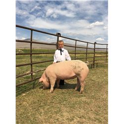 Audrey Clarno  - Red Ribbon Market Hog (Weight: 308)