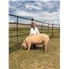Image 1 : Audrey Clarno  - Red Ribbon Market Hog (Weight: 308)