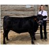 Image 1 : Kylie Konen - Blue Ribbon Market Beef (Weight: 1315)